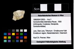 Foto (Objekt + Etikett) von Goniodromites bidentatus (Reuss, 1858)  (NHMW-GEO-1990-0041-2935)